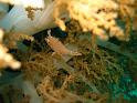 poisson lime
